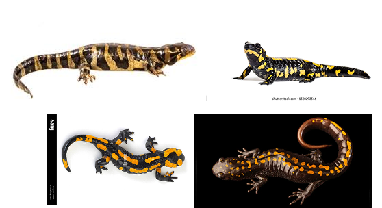 Phase 2 mood board — salamander references